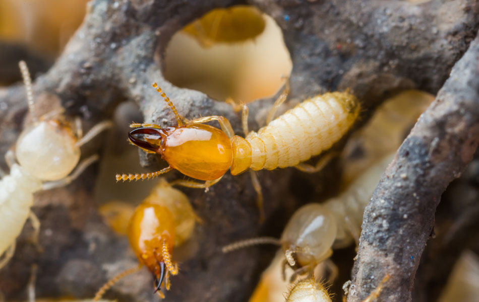 WDO Termite Inspection